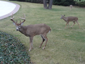 A buck in front yard.