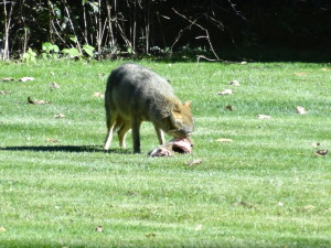 A coyote with prey